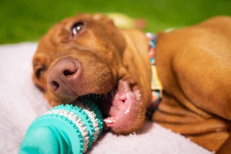 Vizsla puppy playing with a teeth cleaning chew toy, promoting healthy chewing habits