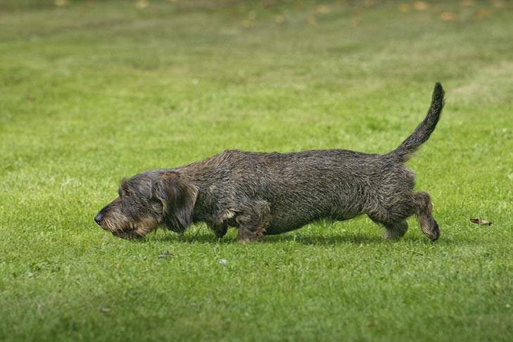 Dog Playing