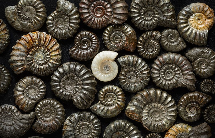 An assortment of ammonite fossils on display.
