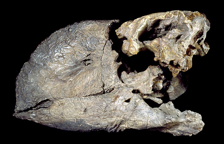 A fossilized skull of a Diatryma, an extinct flightless bird.