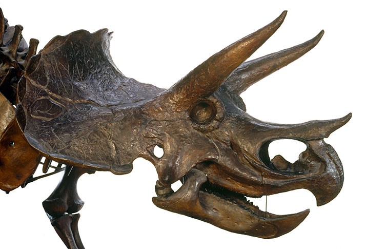 A skeleton of a Triceratops on display.