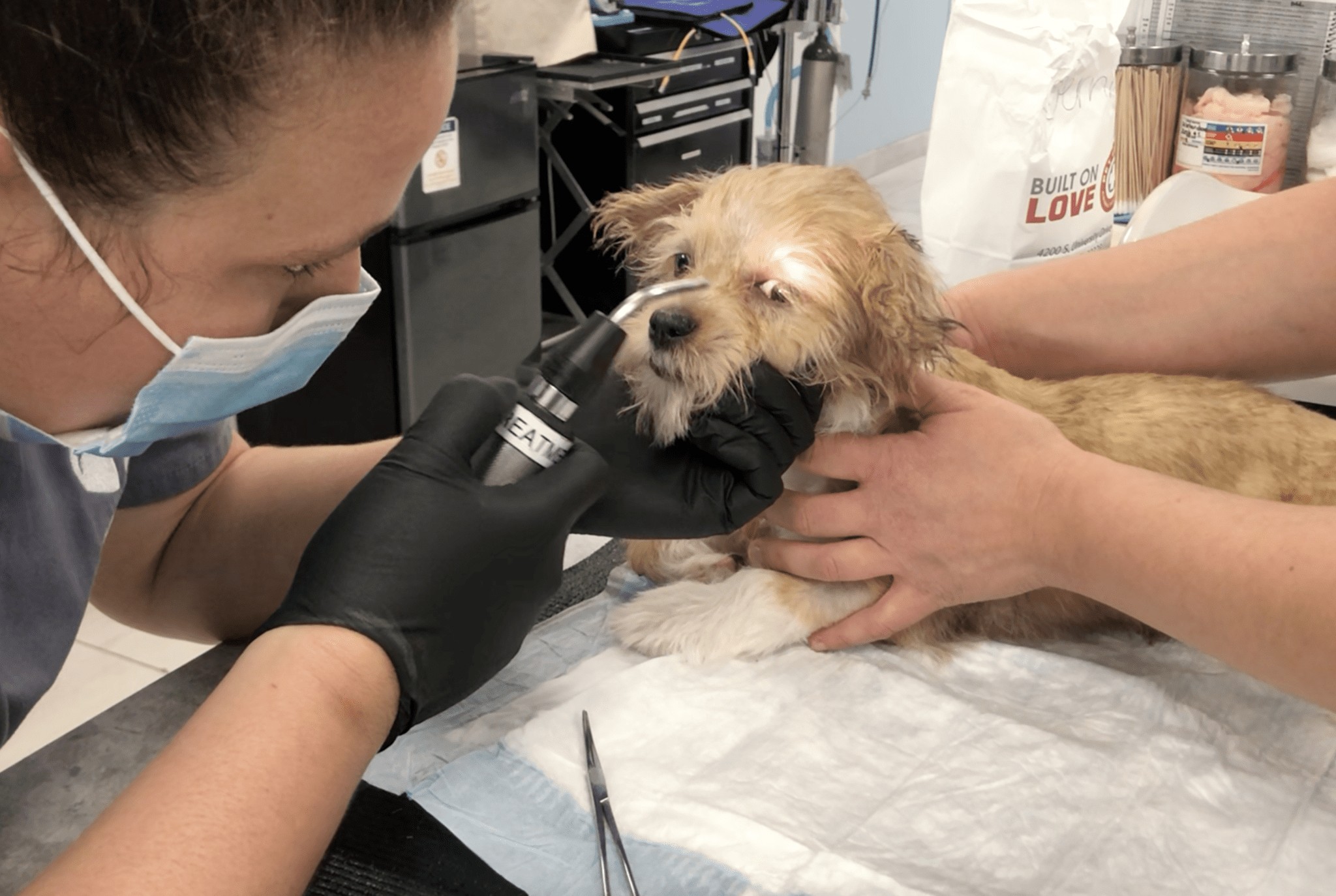 Dog being examined by a vet