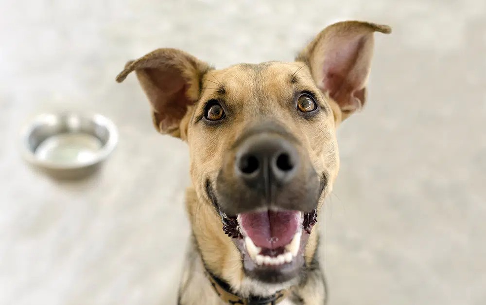An excited dog anticipating a treat, showcasing signs of happiness and eagerness