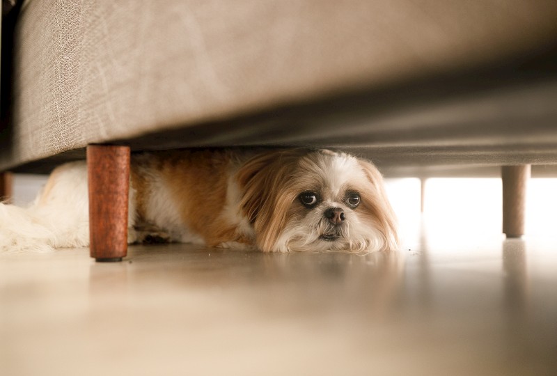 Dog Hiding, A Behavior That Can Be Addressed