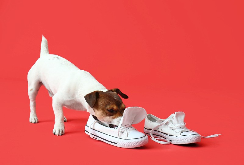 Dog with Shoe, Possibly a Forbidden Treasure