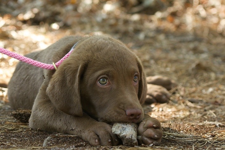 Puppy chewing rock