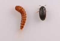 Black carpet beetle larva (left) and adult (right)