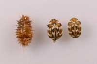 Varied carpet beetle final-instar larval cast skin (left) and adults (center and right)