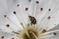 Adult varied carpet beetle on a flower