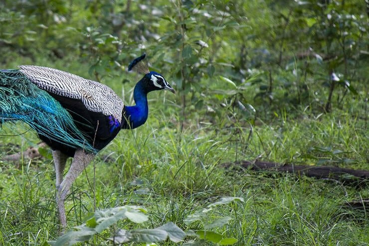 Indian peafowl foraging