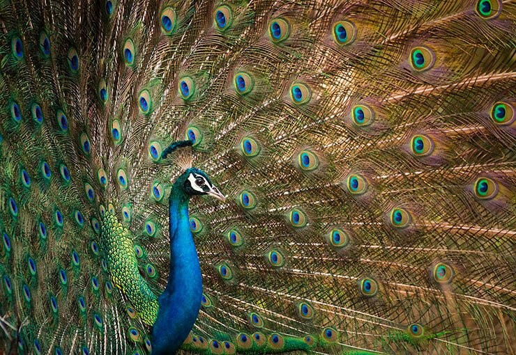 Indian peafowl plumage