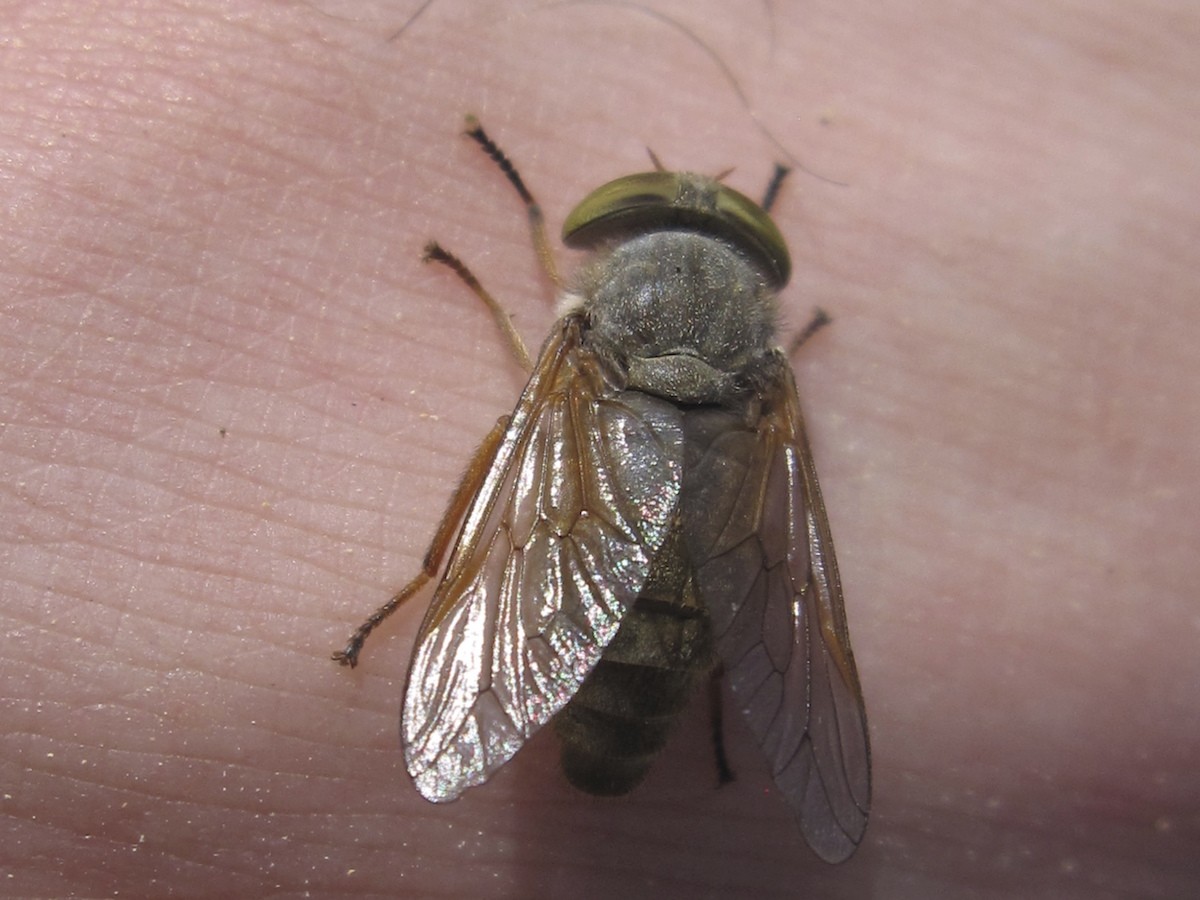Horse Fly Biting Skin