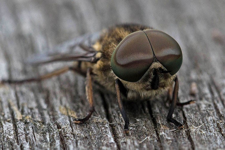 Male horsefly sitting on wood