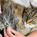 cat with matted fur