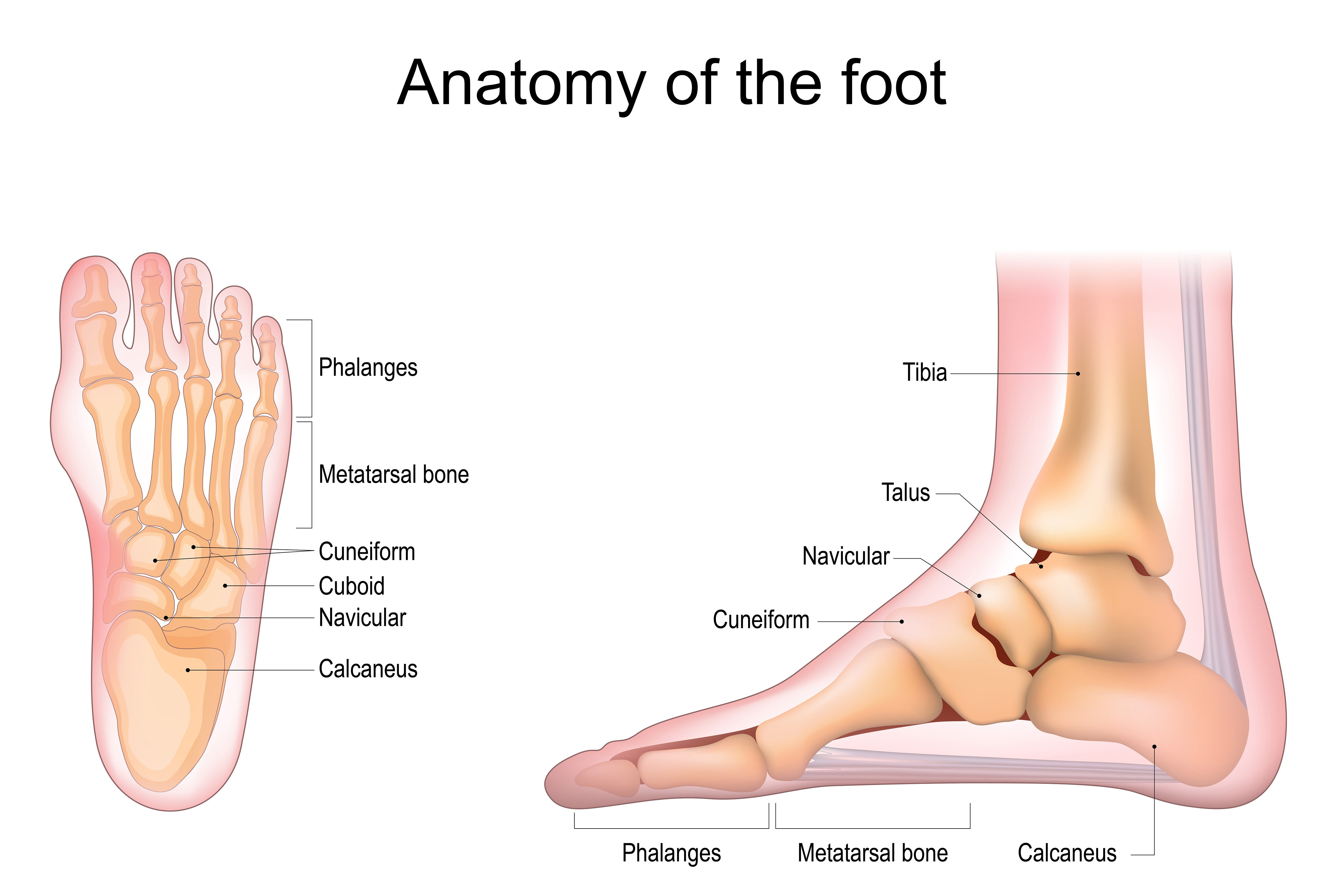 Metatarsalgia refers to pain in the ball of the foot around the metatarsal bones.