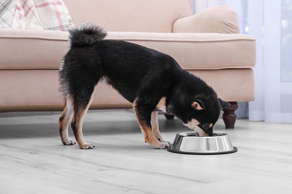 Dog looking longingly at food