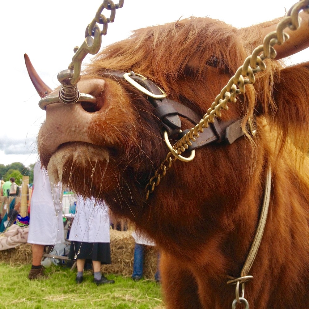 Bull with ring in nose at a country fair