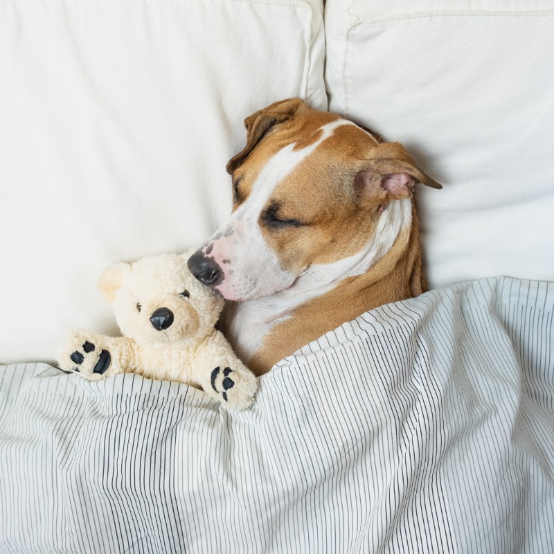 Sleeping Dog Feeling Unwell