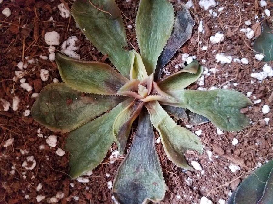 Succulent with yellowing leaves indicating overwatering