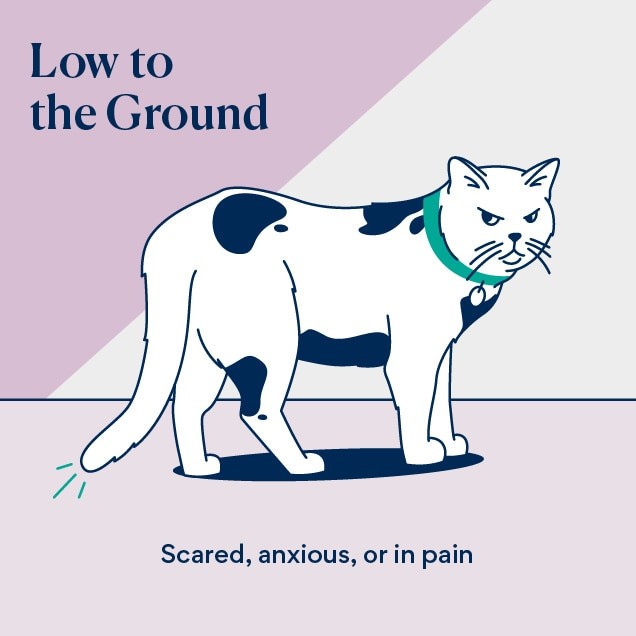 Illustration of cat tail language of a tail held low to the ground