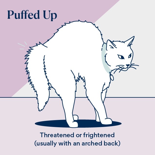 Illustration of a cat with a puffed-up tail