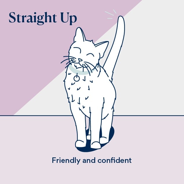 Illustration of a happy cat holding their tail straight up