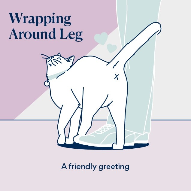Illustration of cat tail language when a cat wraps their tail around human legs