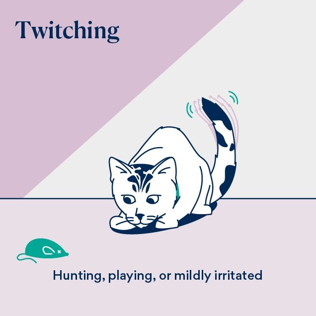 Illustration of cat tail language when a cat is twitching their tail
