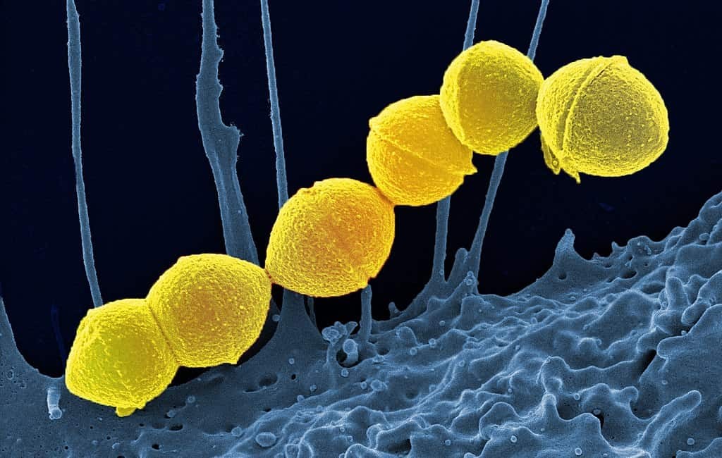 Bacteria and Health